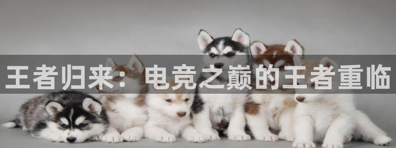 泛亚电竞和im电竞的区别